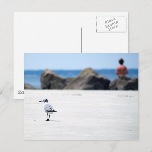 カモメ散歩 ポストカード (正面/裏面)