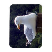 カモメ横型フレキシブルフォトマグネット マグネット (縦)