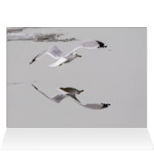 カモメ氷 (内部横(上))