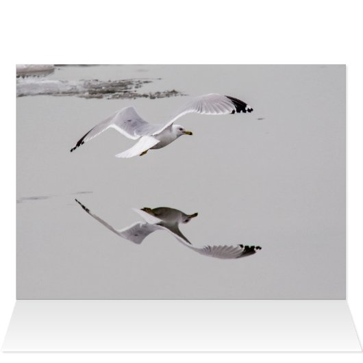 カモメ氷 (内部横(上))