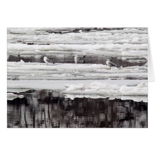 カモメ氷 (正面横)