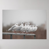 カモメ群 ポスター (正面)