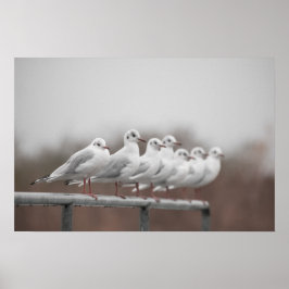 カモメ群 ポスター