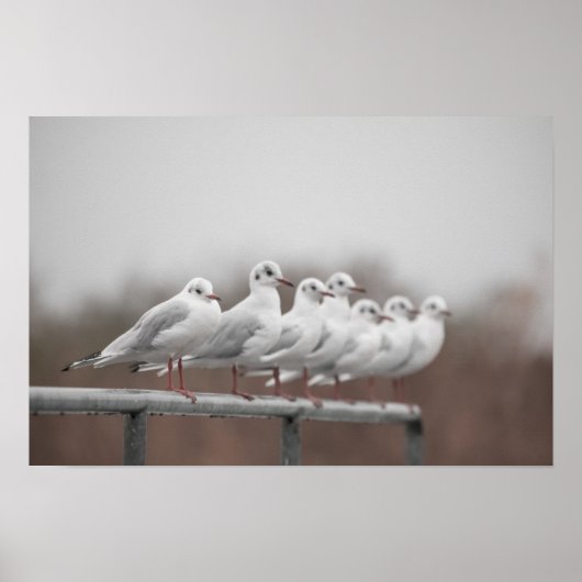 カモメ群 ポスター (正面)