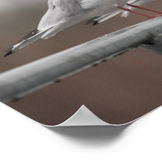 カモメ群 ポスター (角)