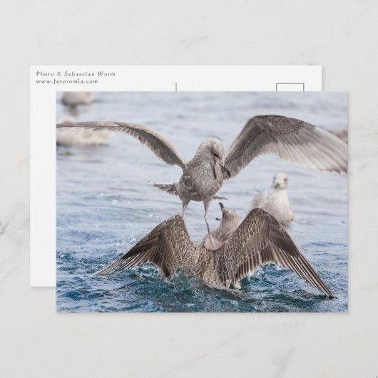 カモメ野生生物写真 ポストカード (正面/裏面)