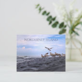 カモメ集まり，北海，ノルダーニー，東フリジア ポストカード (スタンド正面)