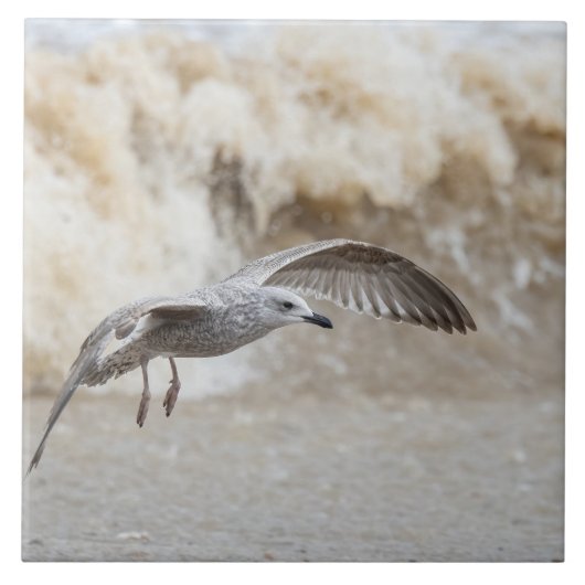 カモメ飛んでいるドリ タイル (正面)