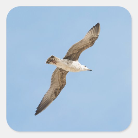 カモメ飛んでいるモ スクエアシール (正面)