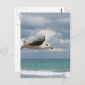 カモメ飛行 ポストカード (正面/裏面)