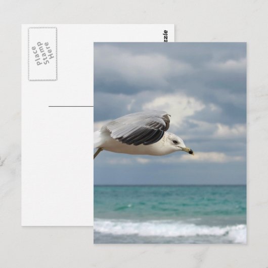 カモメ飛行 ポストカード (正面/裏面)