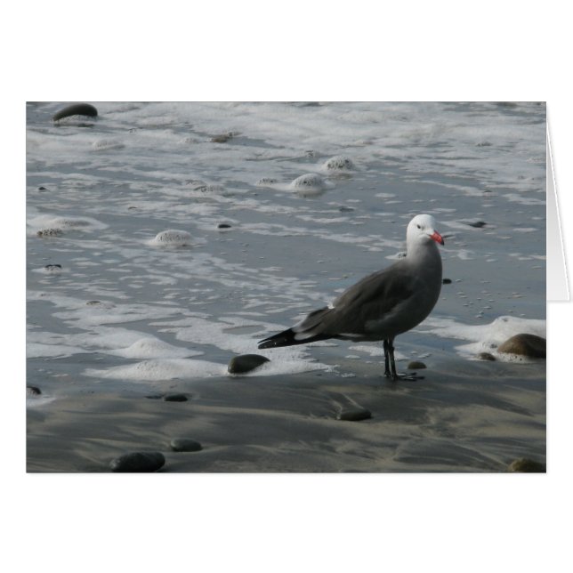 カモメ (正面横)