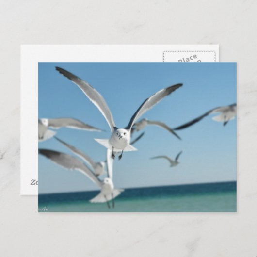 カモメ3 ポストカード (正面/裏面)