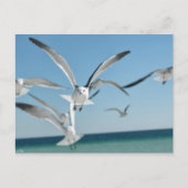 カモメ3 ポストカード (正面)