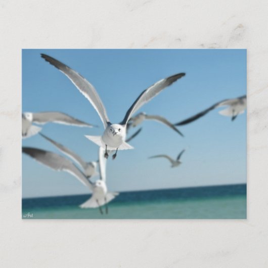 カモメ3 ポストカード (正面)