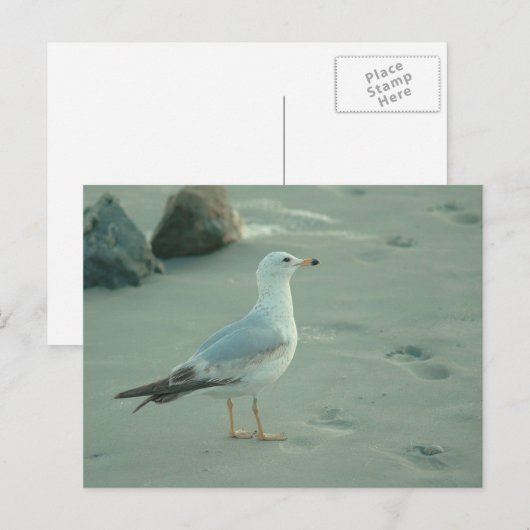 カモメ/はがき ポストカード (正面/裏面)