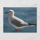 カモメ ポストカード (正面)