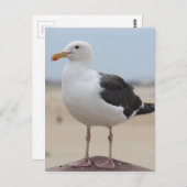 カモメ ポストカード (正面/裏面)