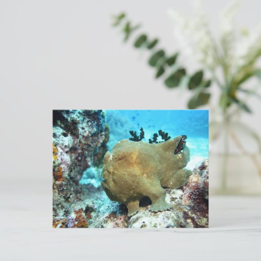 カモメ ポストカード (スタンド正面)