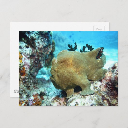 カモメ ポストカード (正面/裏面)