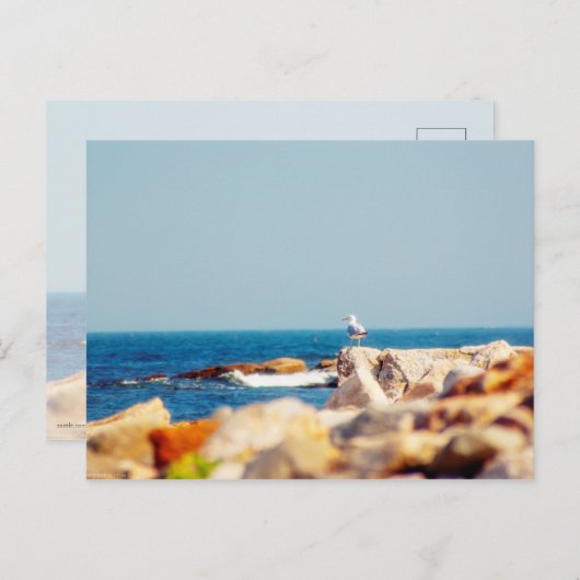 カモメ ポストカード (正面/裏面)