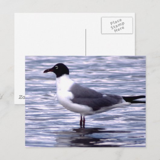 カモメ ポストカード (正面/裏面)