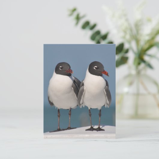 カモメ ポストカード (スタンド正面)