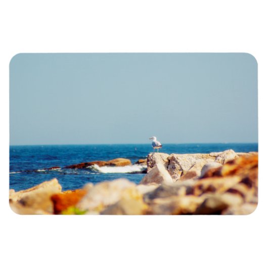 カモメ マグネット (横)