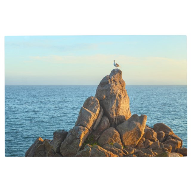 カモメ メタルプリント (正面)