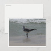 カモメ – 沿岸野生生物写真 ポストカード (正面/裏面)