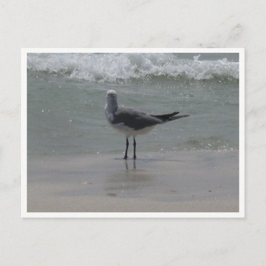 カモメ – 沿岸野生生物写真 ポストカード (正面)