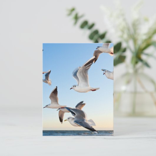 カモメ-3 ポストカード (スタンド正面)