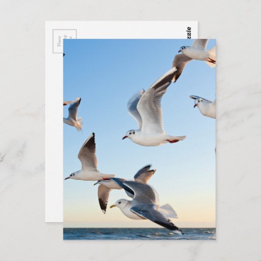 カモメ-3 ポストカード (正面/裏面)