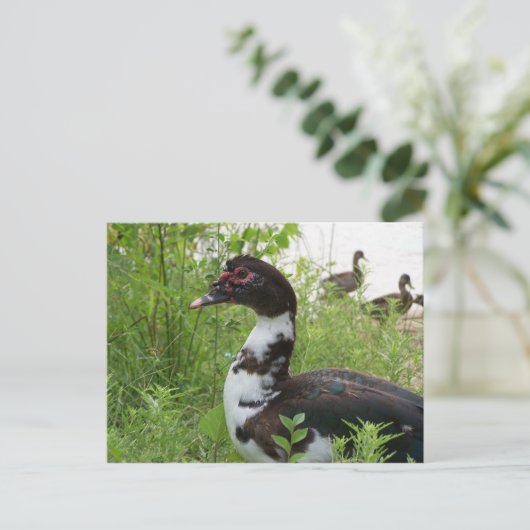 カモ ポストカード (スタンド正面)