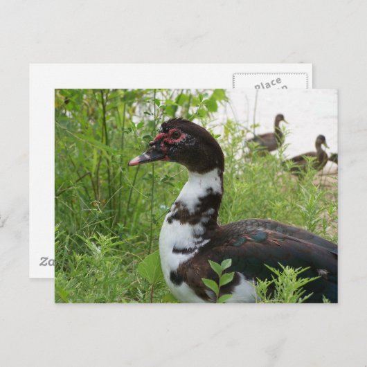 カモ ポストカード (正面/裏面)