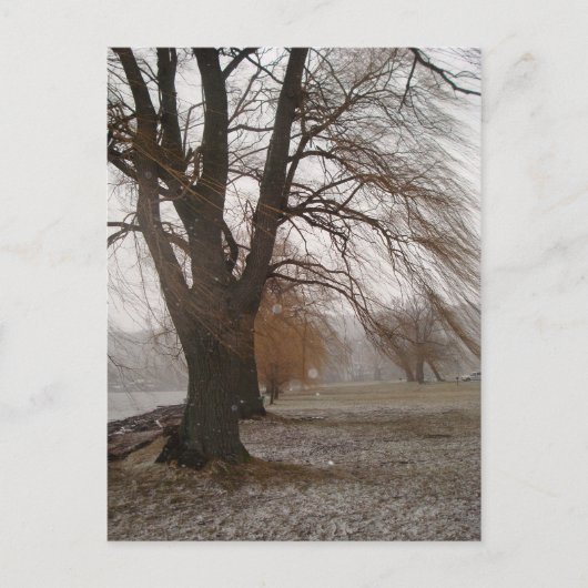 カユガ湖スチュワートパーク ポストカード (正面)