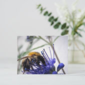 カヨプテリス ポストカード (スタンド正面)