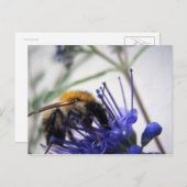 カヨプテリス ポストカード (正面/裏面)