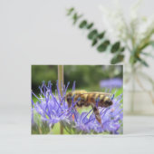 カヨプテリス ポストカード (スタンド正面)