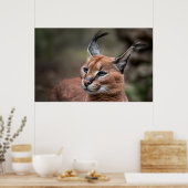 カラカルポートレート ポスター (キッチン)