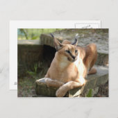 カラカルBCR055 ポストカード (正面/裏面)