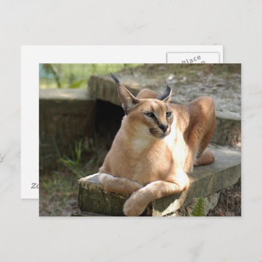 カラカルBCR055 ポストカード (正面/裏面)