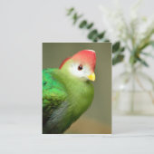 カラコのアカドリ ポストカード (スタンド正面)