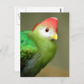 カラコのアカドリ ポストカード (正面/裏面)