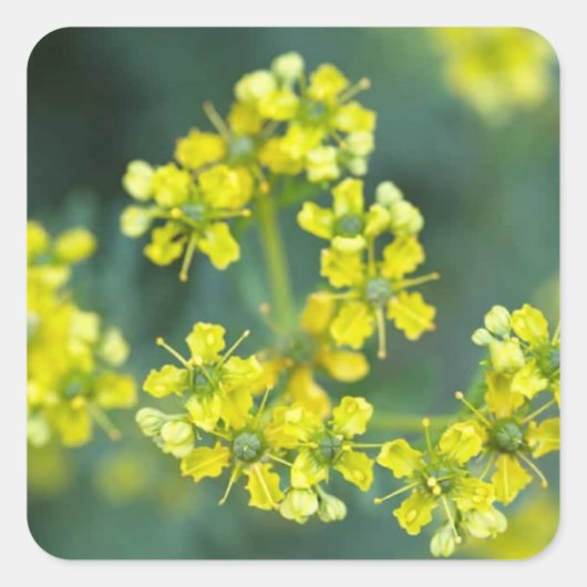 カラシの花 ステッカーシート 20枚 3.8 x 3.8 cm スクエアシール (正面)