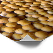 カラシ種子 ポスター (角)