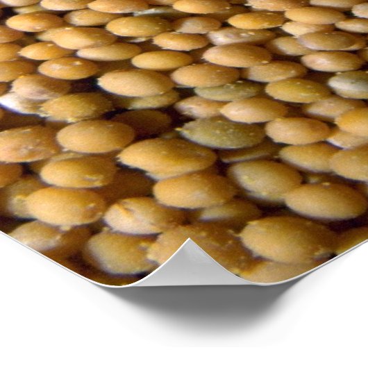 カラシ種子 ポスター (角)