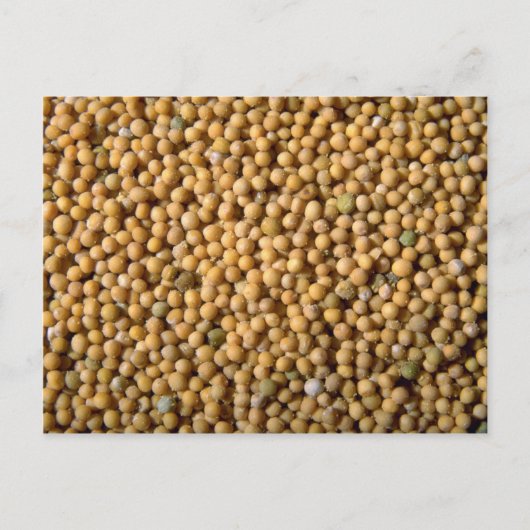 カラシ種子 ポストカード (正面)