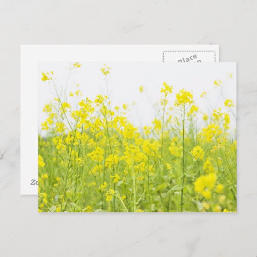 カラシ2 ポストカード (正面/裏面)