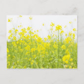 カラシ2 ポストカード (正面)